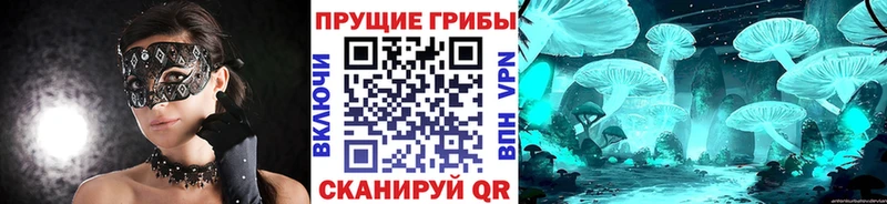 Псилоцибиновые грибы Psilocybe  Кирово-Чепецк 
